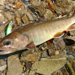 ＧＷ終盤の渓流で苦戦 ～長良川水系～